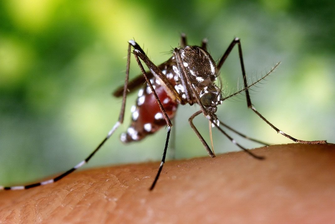 DOs and DONTs to prevent yourself from Dengue-spreading mosquitoes