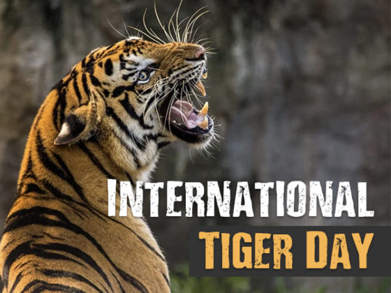 International Tiger Day 2021 ,its History, Significance And Guide How ...