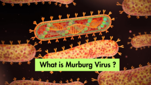 What is Murburg Virus?